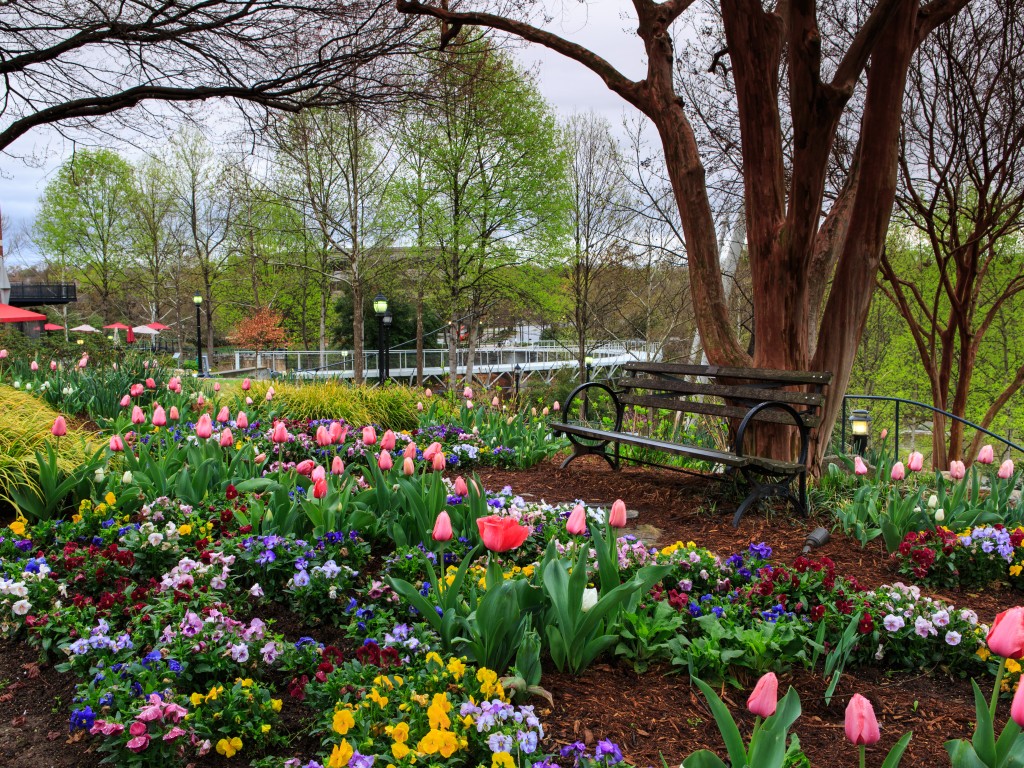 Rose Garden